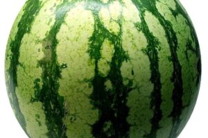 watermelon, melon, fruit, cute, yummy, green, spherical, bullet, meal, food, edible, watermelon, watermelon, watermelon, watermelon, watermelon