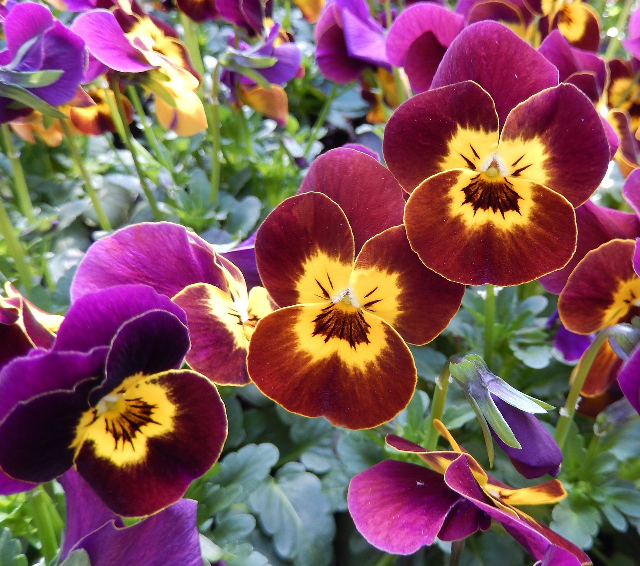 pansy, balcony, nursery, nature, spring flowers, red, balcony plants, spring, summer, spring bloomers, macro, pansy, pansy, pansy, pansy, pansy, balcony, nursery, nursery, nursery, nursery, nursery