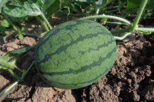 Arbūzi un melones