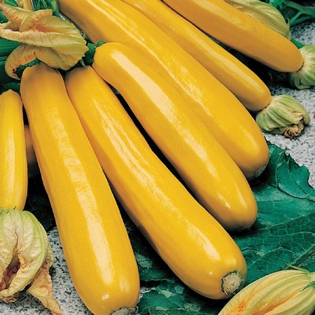 Cukīnī stāds Goldline