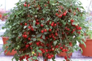 Nokarenie tomāti Tumbling tom red.