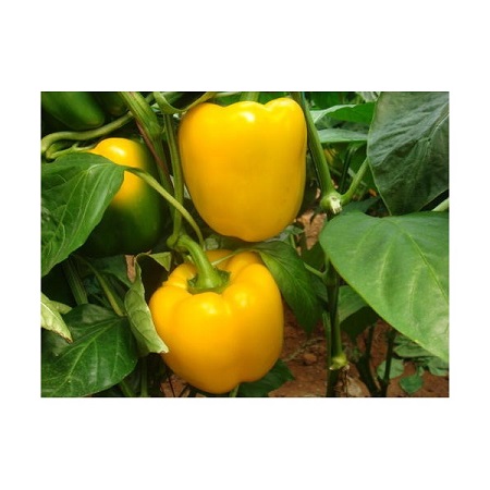 Paprikas stāds Calipso