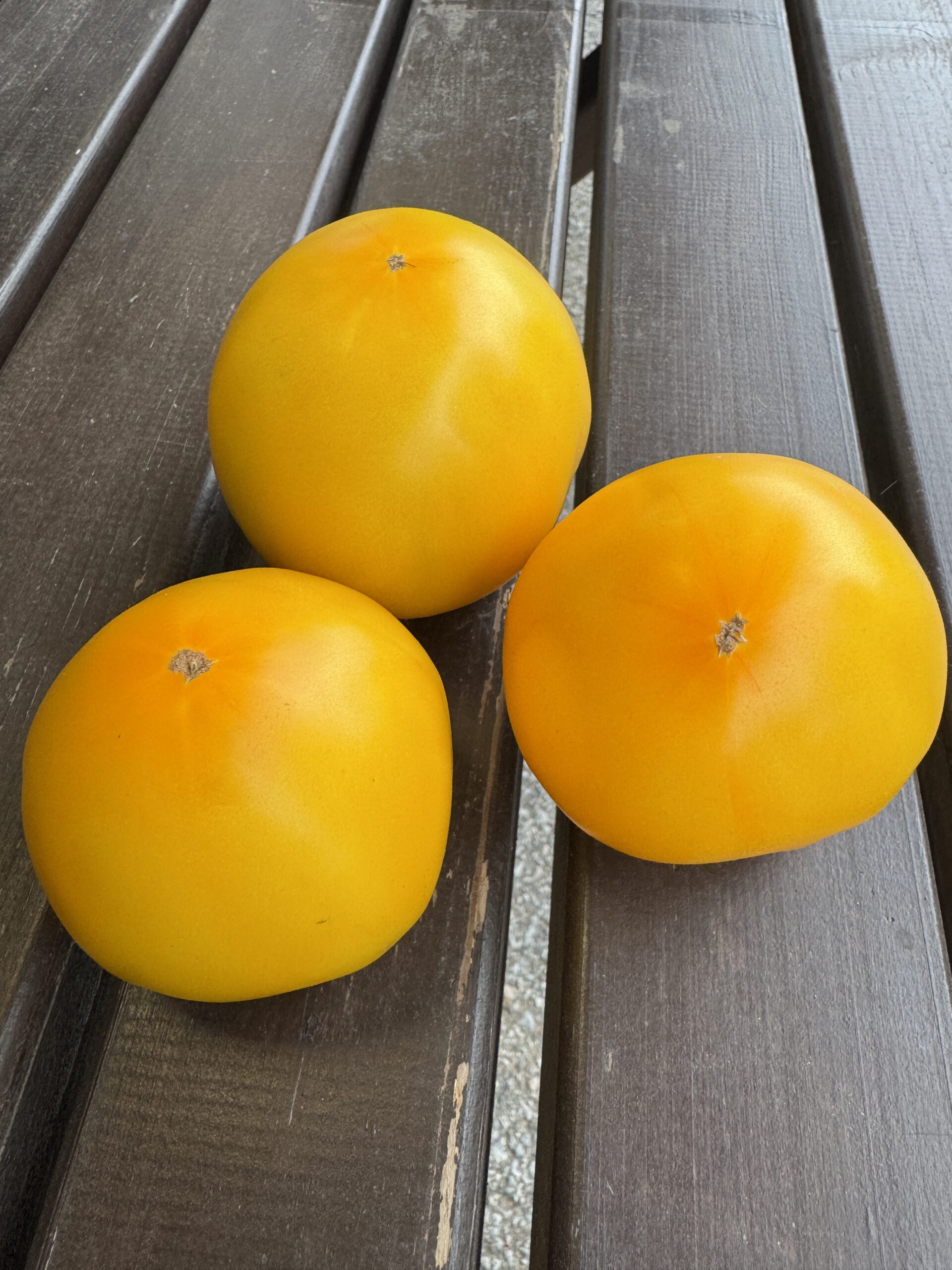 Lemon boy F1 - Image 2