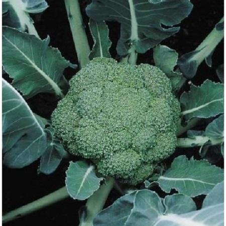 Brokoļa stāds Montop F1