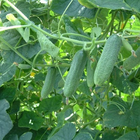 Gurķa stāds Majestosa F1