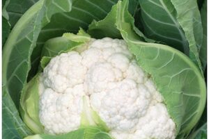 Ziedkāposta stāds Goodman F1