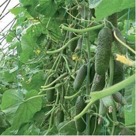 Gurķa stāds Kybria F1