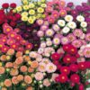 Asteres - Matsumoto Mix