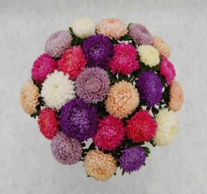 Asteres - Syringa Mix