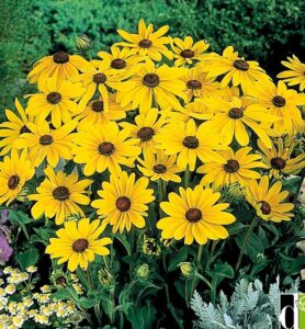 Rudbekija - Indian summer