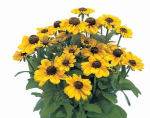 Rudbekija - Toto gold