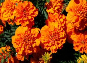 Samtenes zemās - Super hero deep orange