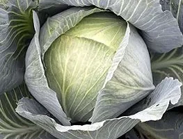 Vidēji agrā kāposta stāds Gazebo F1