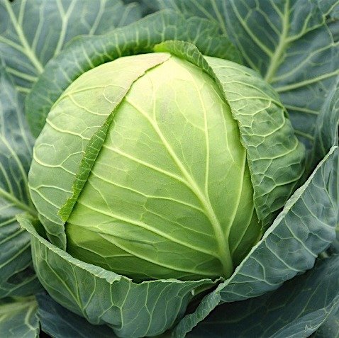 Vēlā kāposta stāds Zenon