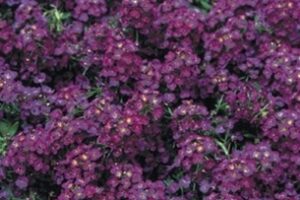 Alises krūmu- Wonderland Deep Purple