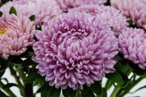 Asteres- Beautiful Day Lavander