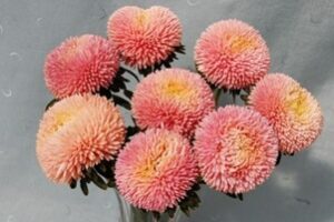 Asteres- Balloon apricot