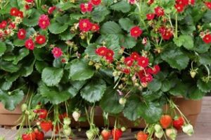 Nokarenās zemenes- Summer Breeze Rose