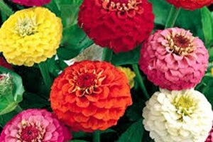 Cinnijas- Lilliput Mix