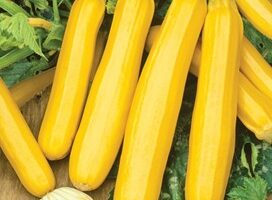 Cukīnī-dzeltens Orelia F1