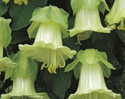 Kobeja-vīteņaugs Alba