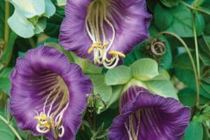 Kobeja - vīteņaugs Glocke Violett