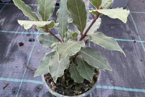 Laurlapu koks- Laurus nobilis