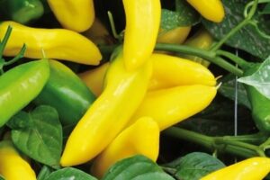 Paprika- Lemon dream