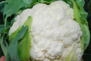 Ziedkāposti Nautilus F1