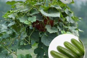 Nokarenais gurķis Cascadini F1 (12cm podā)