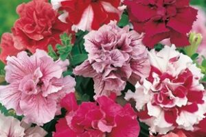 Petūnija- krūmu pildīta