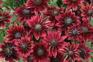 Rudbekija- Cherry Brandy