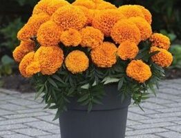 Samtenes zemās lielziedu- Discovery Orange