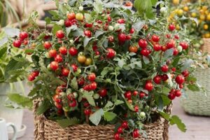 Nokarenie tomāti Tiny Temptations F1