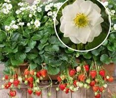 Nokarenās zemenes- Summer Breeze Snow