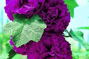 Kāršu roze- violeta