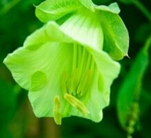 Kobeja- Vīteņaugs Glocke Weiss