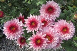 Krizantēmas/mārtiņrozes -Beppie pink