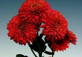 Krizantēmas/mārtiņrozes -Mayola red