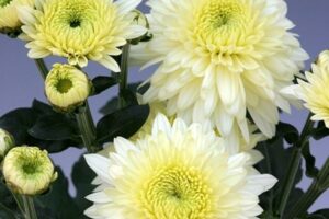 Krizantēmas/mārtiņrozes -Gompie white